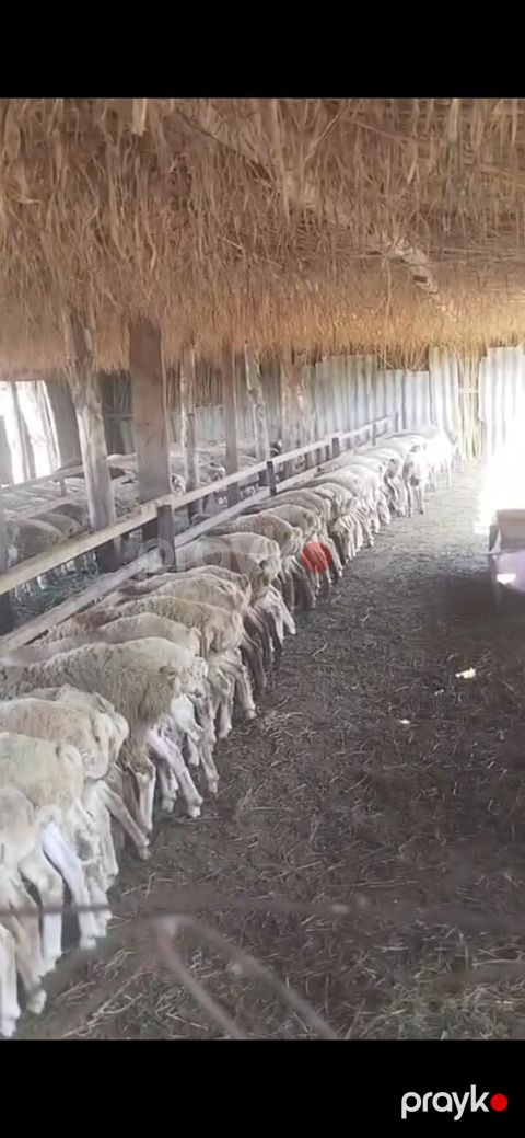 Quzular — Sumqayıt
