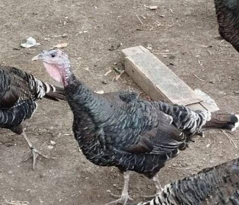 Hinduşka fərəsi — Gəncə