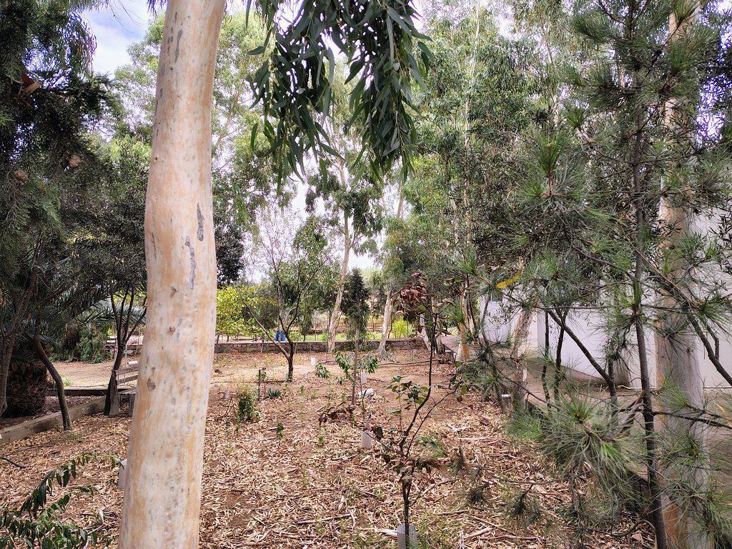 Satılır torpaq 44 sot — Torpaq, Bakı (11)