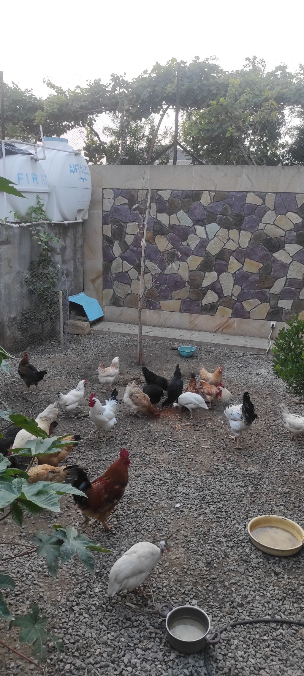 Toyuqlar yeni yumurtaya düşmüş cavan ferelerdi damazlıq saxlamaq üçün — Digərləri, Bakı (4)