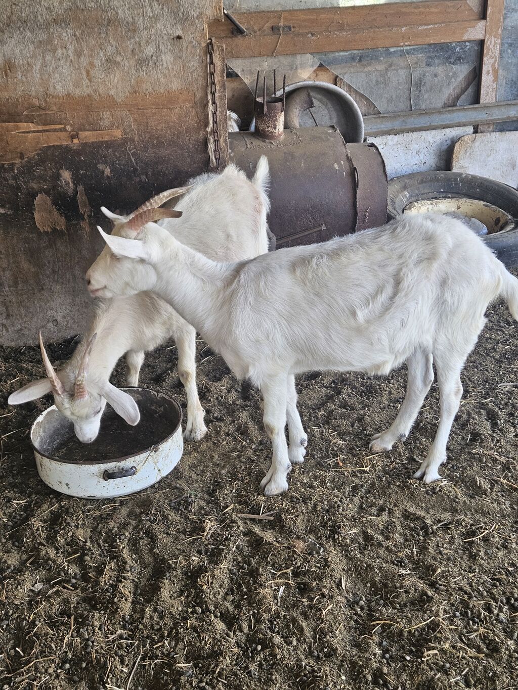 Dişi, il: 1, Südlük — Kənd təsərrüfatı heyvanları, Digah (3)