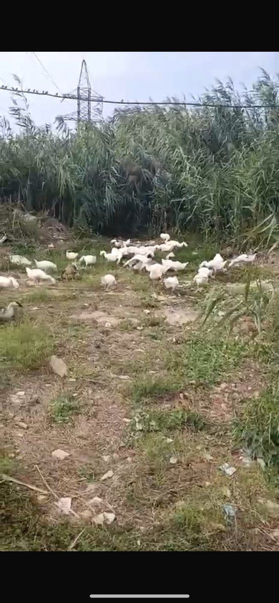 Qaz balası — Quşlar, Bakı (3)