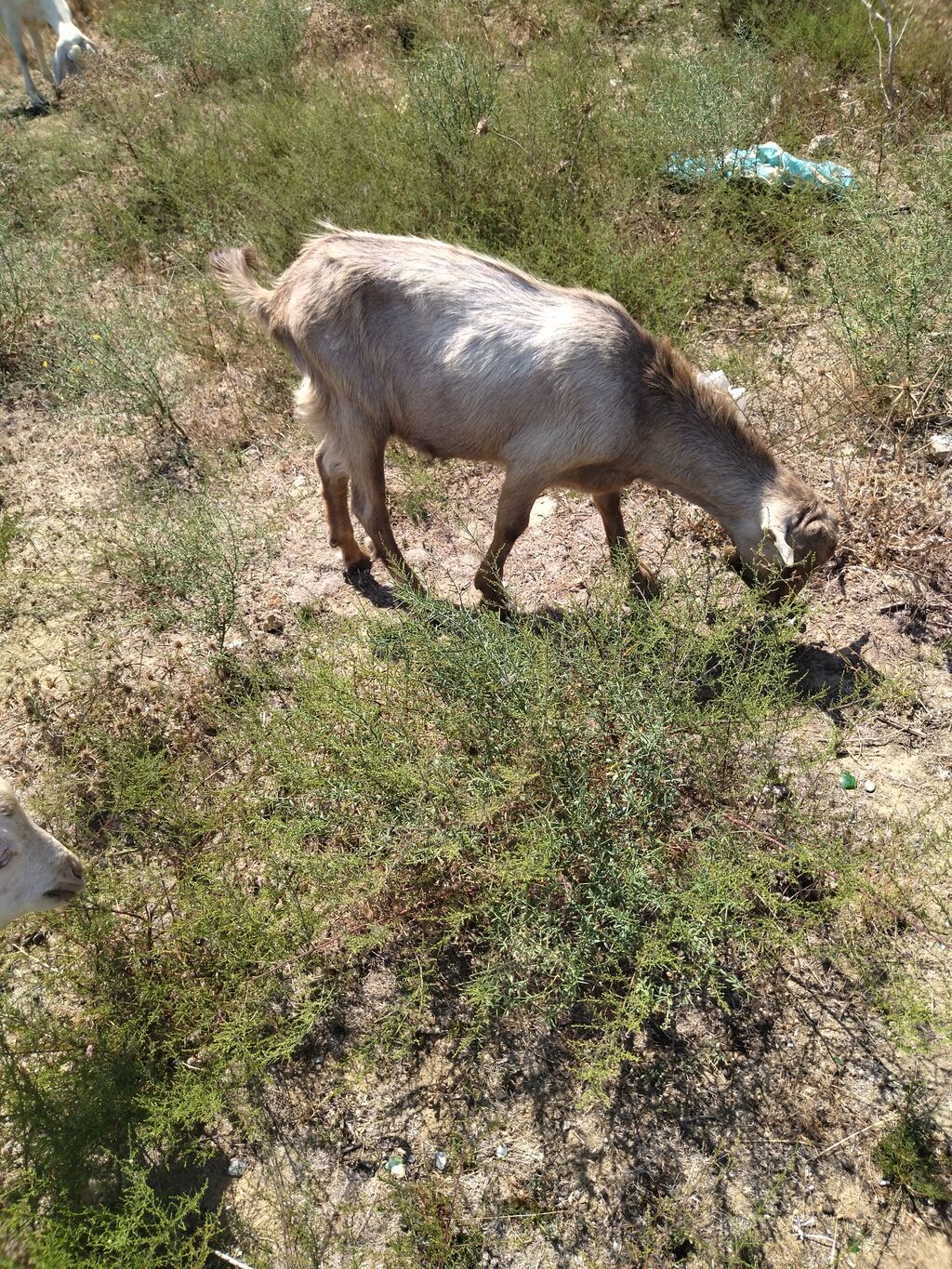 Salam.erkək çəpiş satıram 270manata fevral ayında doğulub — Heyvanlar, Digah (3)