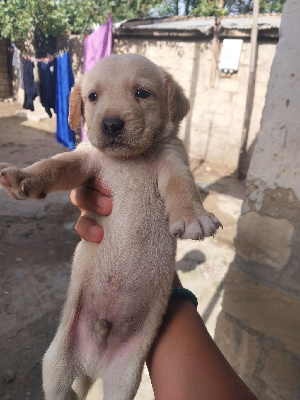 1 ay — Köpəklər, Bakı (3)