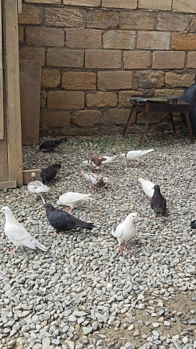 Göyərçin — Quşlar, Bakı (6)