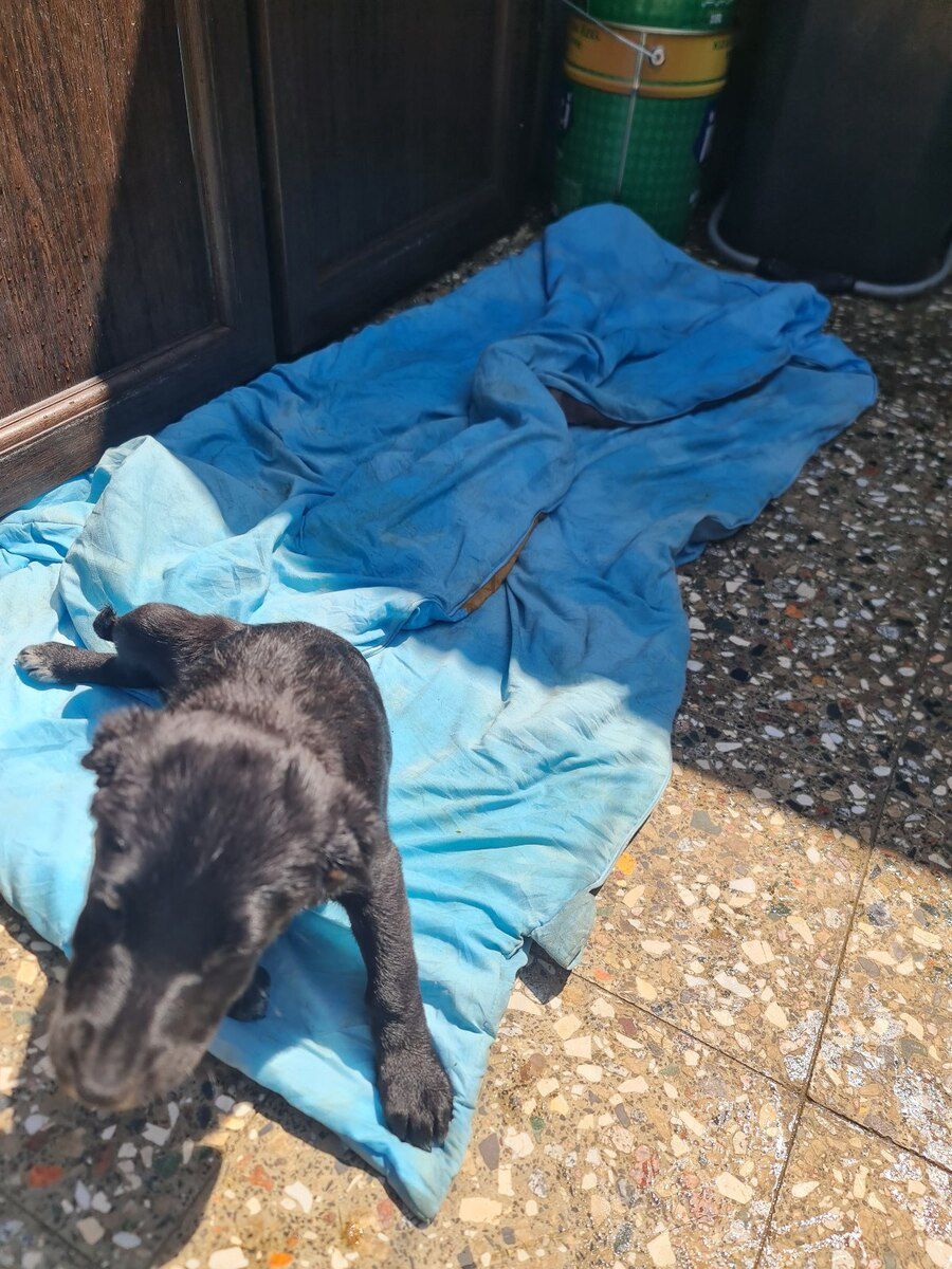 Koker spaniel balaları — Köpəklər, Bakı (2)
