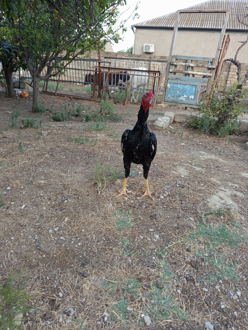 Heyrati bece normal saglam cins heyvandi masallah — Quşlar, Bakı (5)