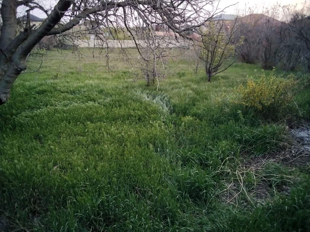 Satılır 3 otaqlı həyət evi/bağ evi 65 m² — Ev, villa, Bakı (4)