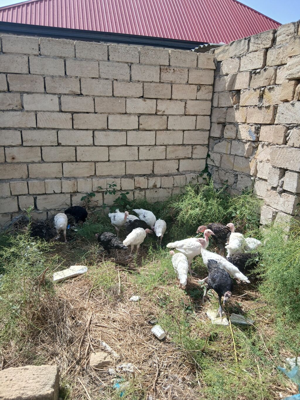 Hinduşka cücələri 2 aylıqdırlar tam sağlam hündüşqalardı qiymet — Digərləri, Sumqayıt (7)