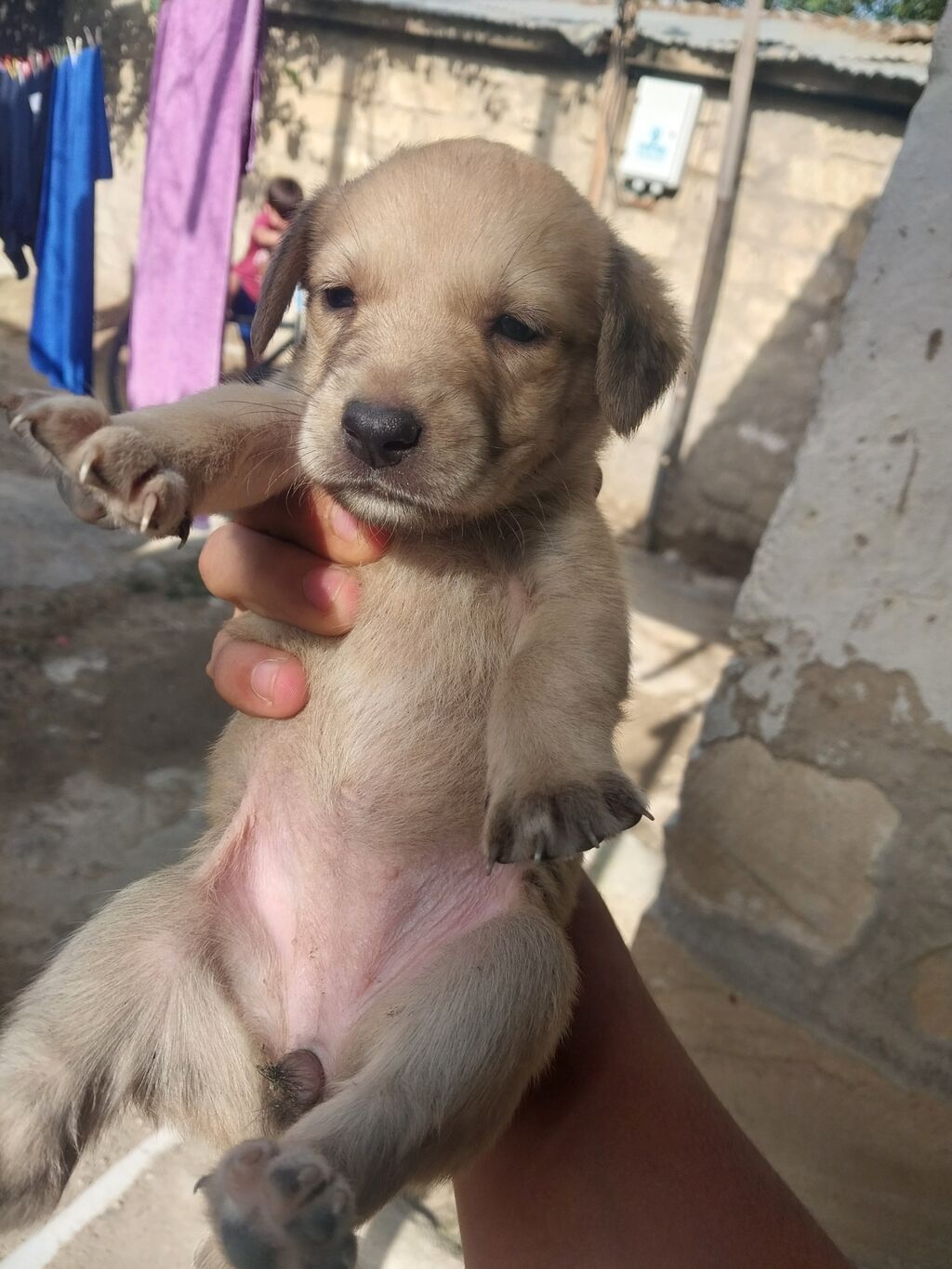 1 ay — Köpəklər, Bakı (2)