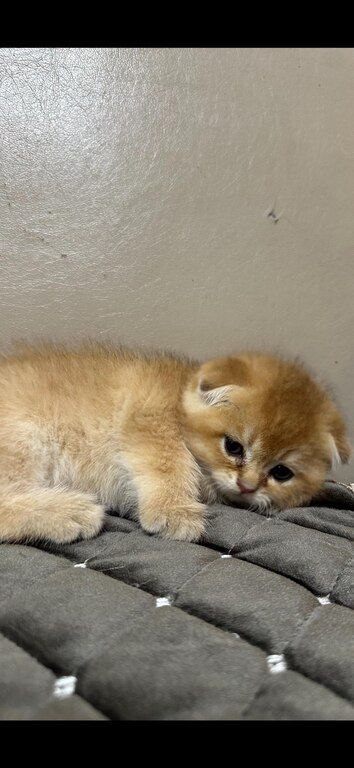 Котята шиншиллы — Pişiklər, Bakı (11)