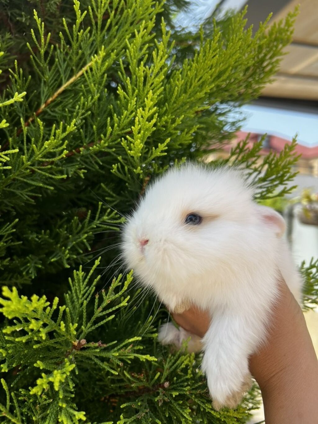 1 aylıq balaca Hazırda məndə bu çox şirin dovşanım var Çox şirin — Dovşanlar, Digah (3)