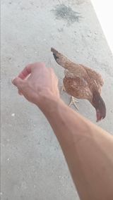Toyuq, Yumurtalıq — Chickens and roosters