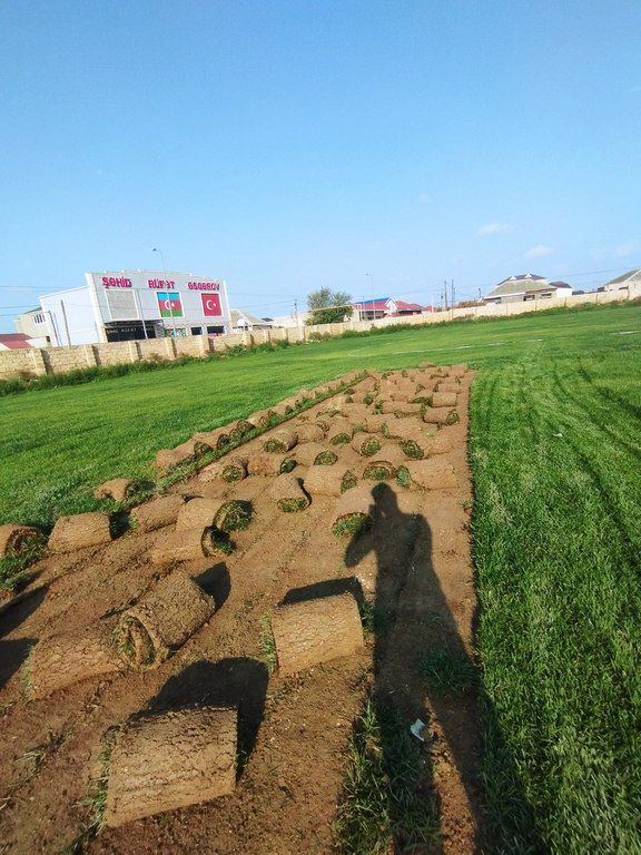 Qazon — Bitkilər, Bakı (8)