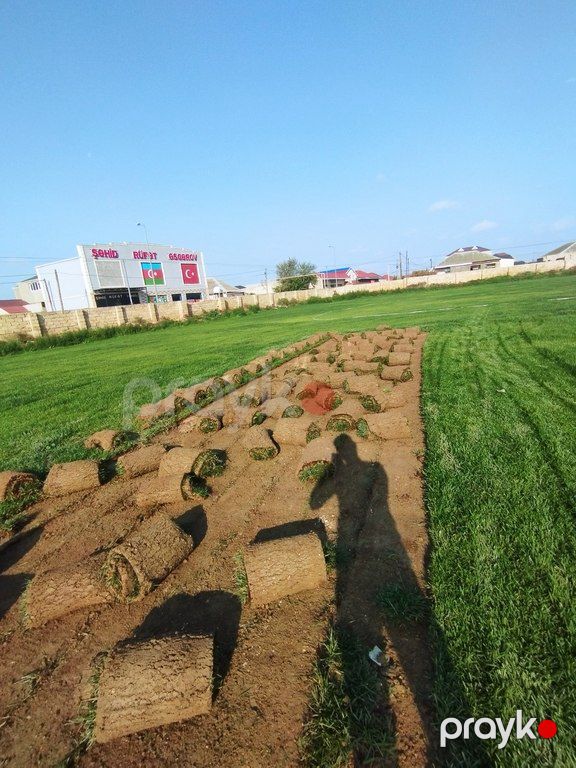 Qazon — Bitkilər, Bakı (8)