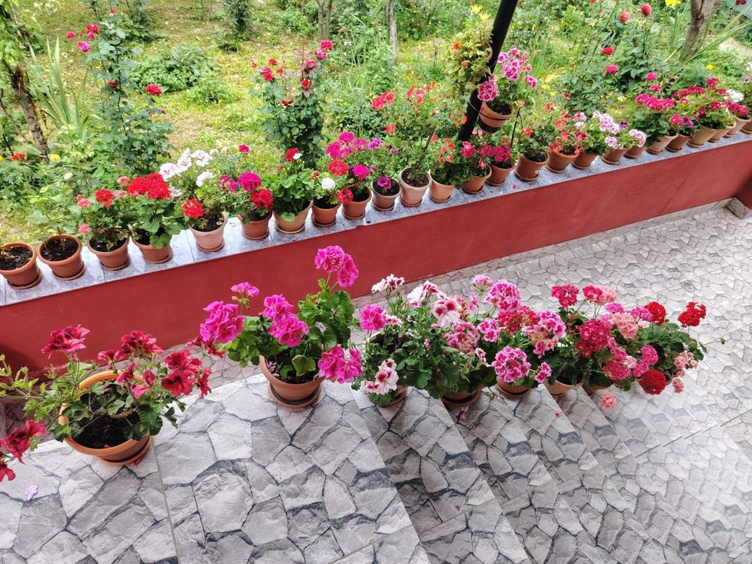 Bağ evi kirayə verilir, Qəbələ r — Ev, villa, Qəbələ (4)