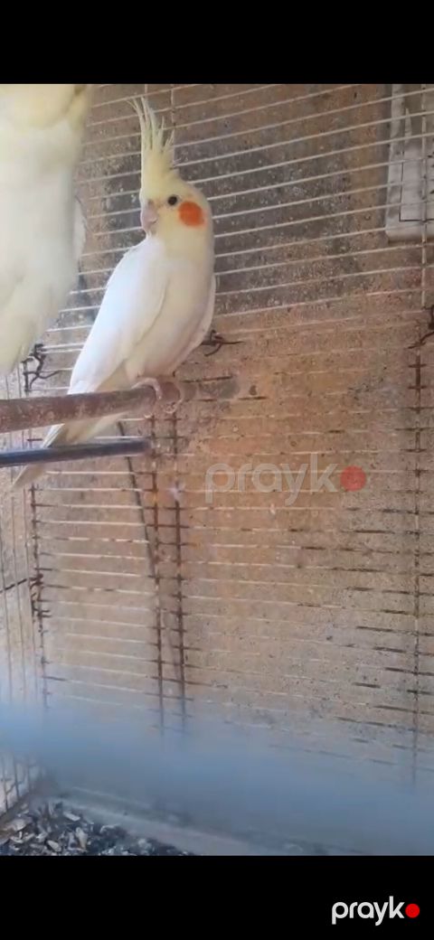 Hazır cüt korella 80 AZN — Bakı