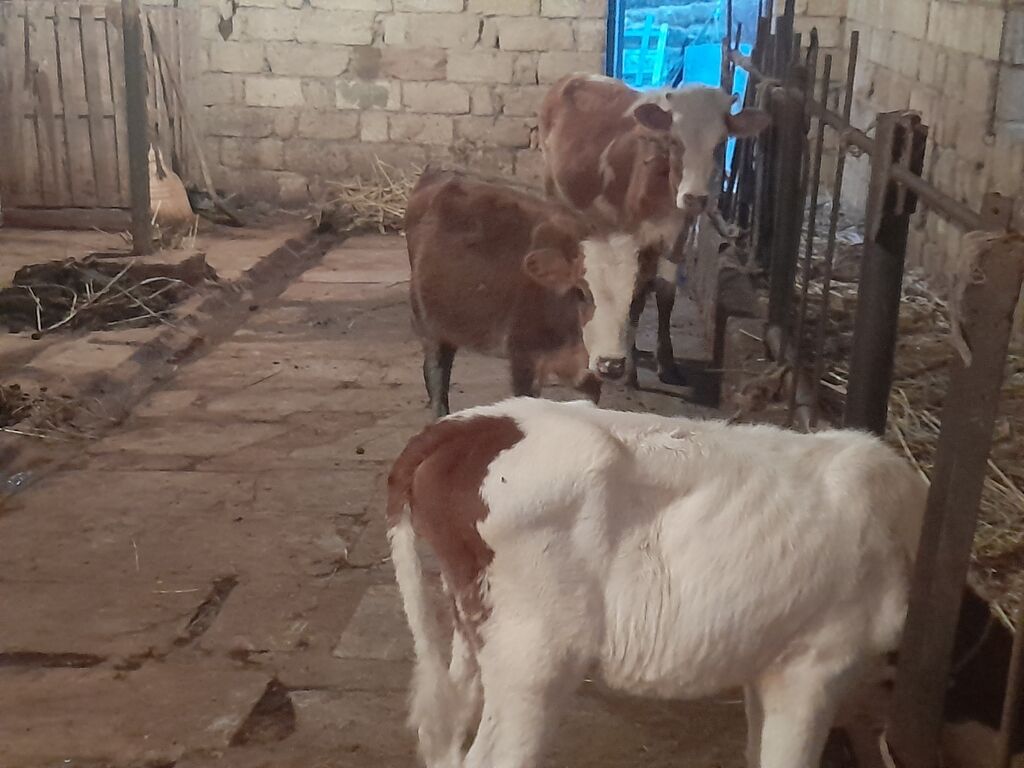 900 Manatdan 2000 manata kimi Cins buzov dana Düye — Kənd təsərrüfatı heyvanları, Bakı (2)