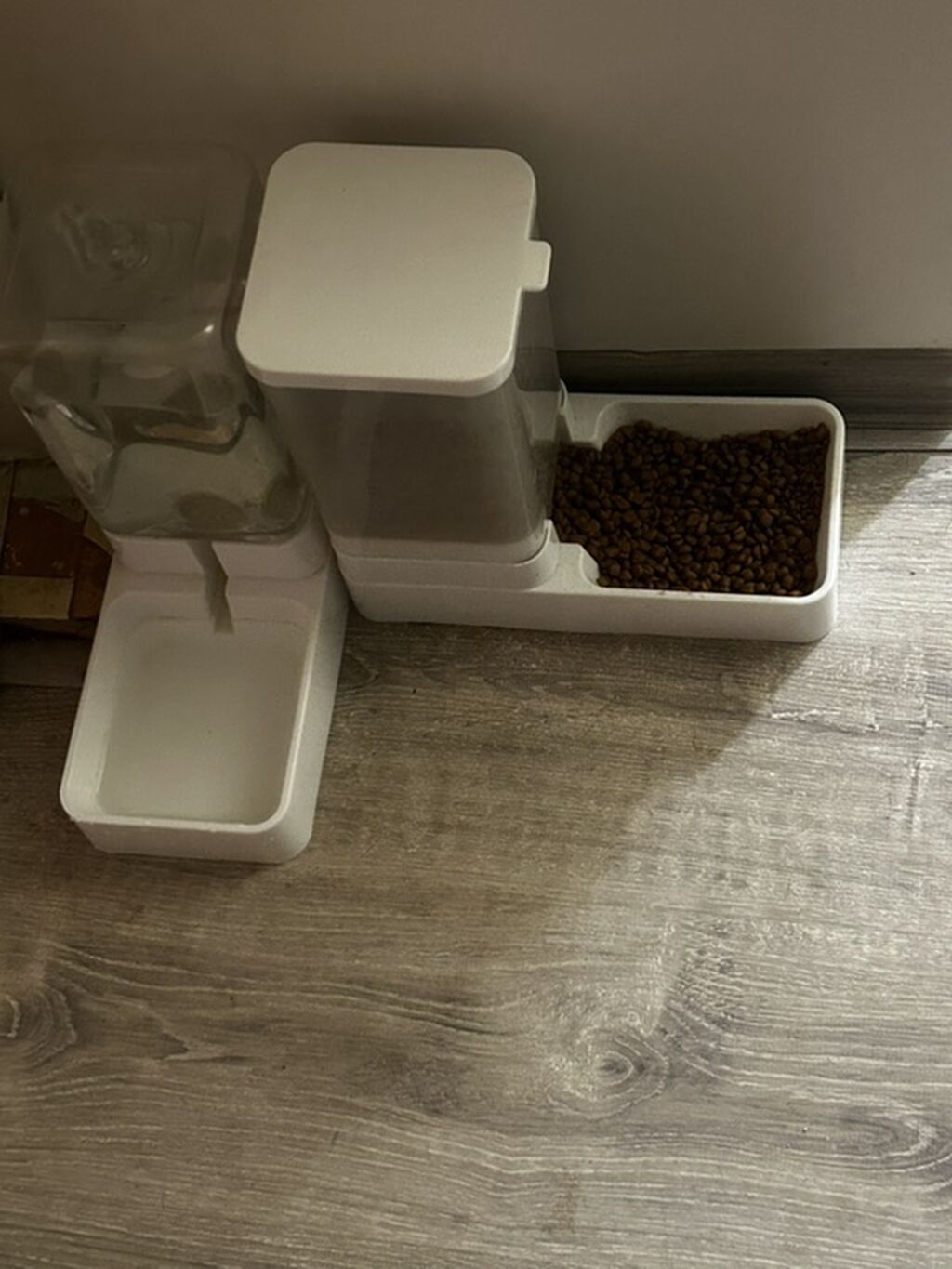 Sfinks, Ünvandan götürmə, Pulsuz çatdırılma — Pişiklər, Bakı (4)