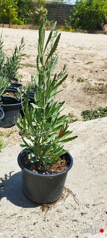 Lavanda — Bakı