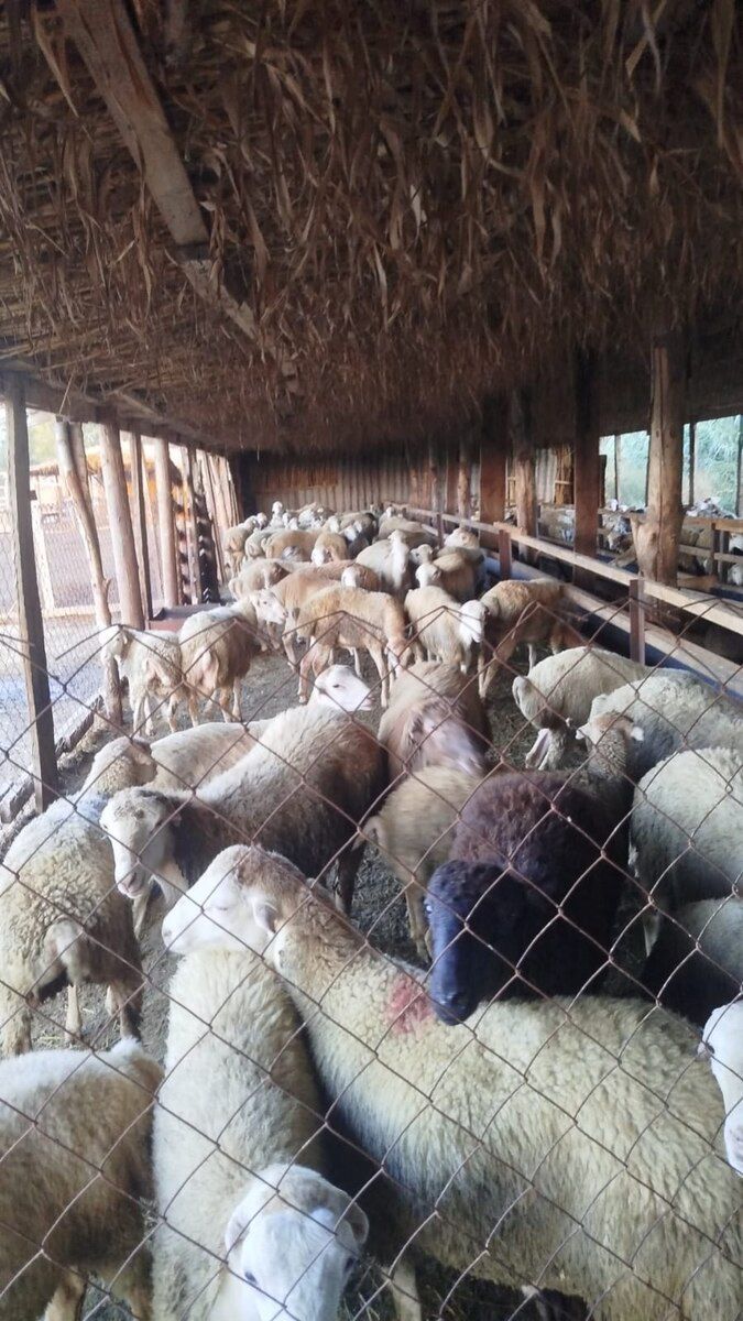 Quzular — Kənd təsərrüfatı heyvanları, Sumqayıt (2)