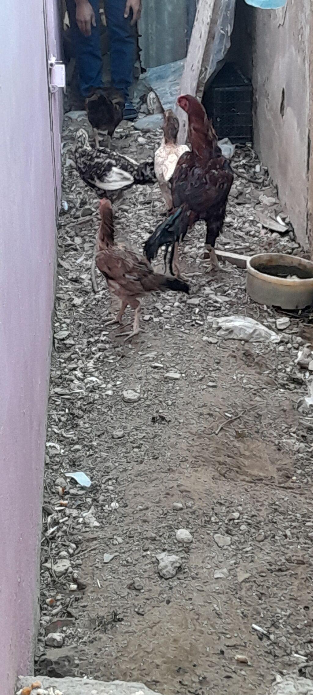 Heyrati fere xoruz satilir.4 fere 1 xoruz.Fereleri 3u kurt — Digər heyvanlar, Bakı (5)