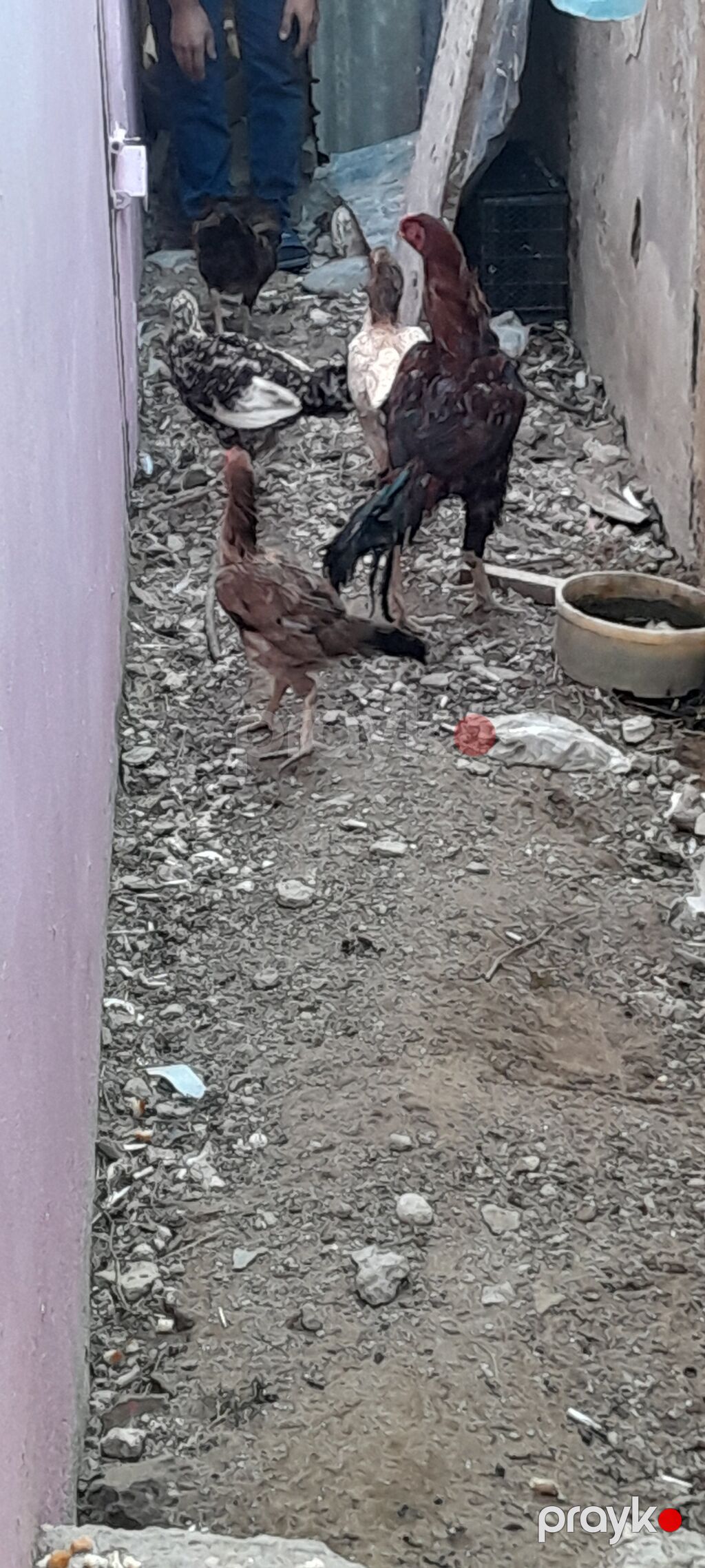 Heyrati toyuq fərəsi və xoruz satılır, 4 fərə, 1 xoruz — Toyuq və xoruz, Bakı (5)