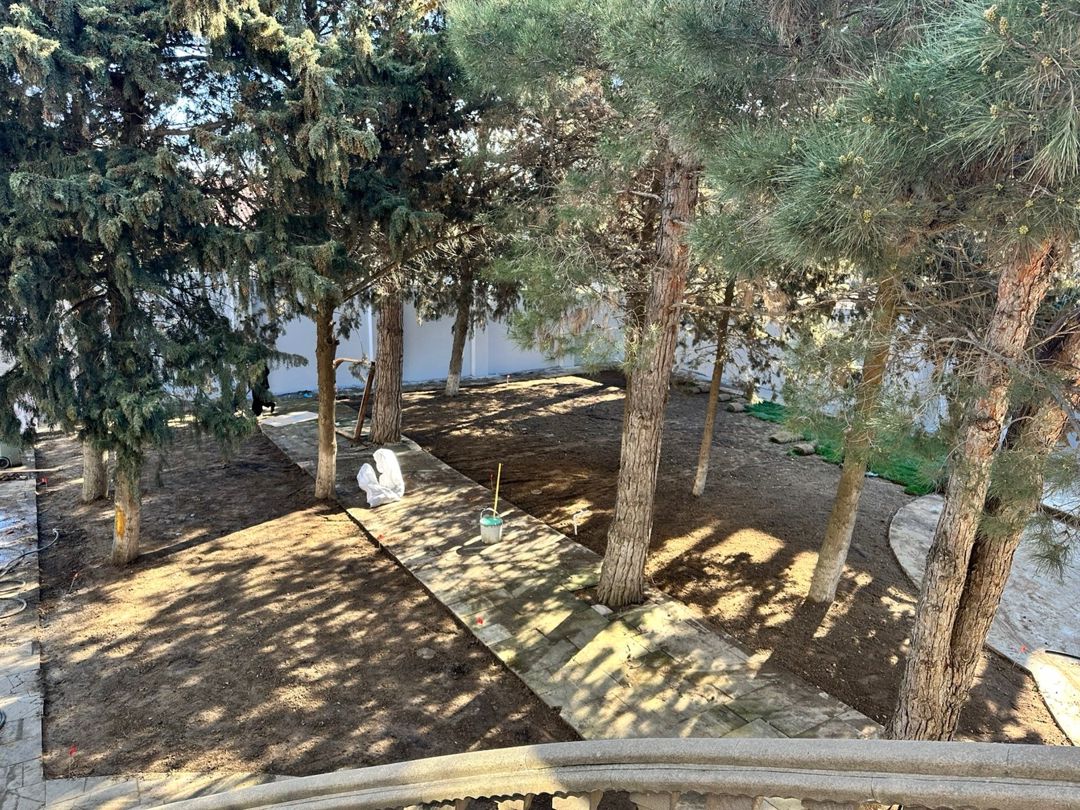 Qazon — Bitkilər, Bakı (6)