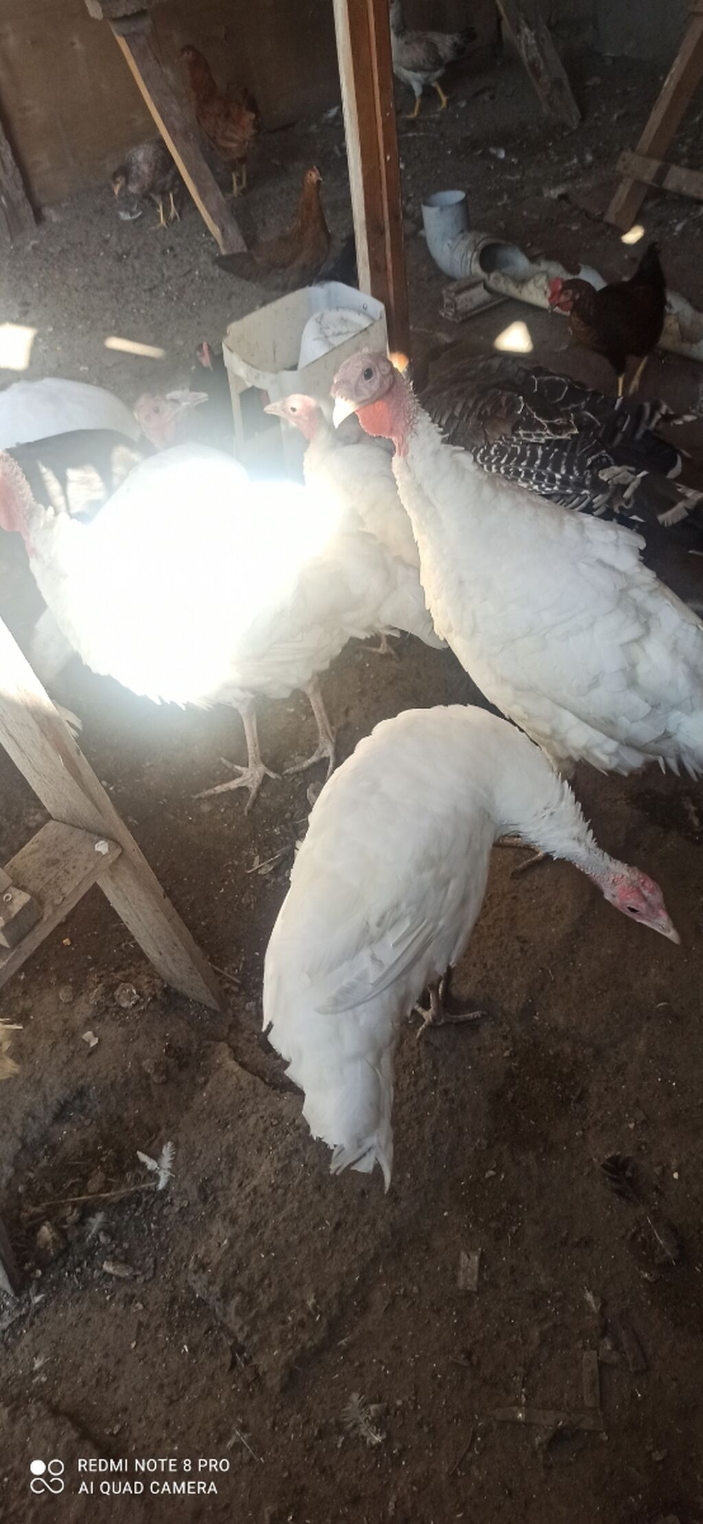 Məhsul: Hind quşları (pavlin/şabalıd rəngli və ağ rəngli növlər) — Heyvanlar, Mehdiabad (2)
