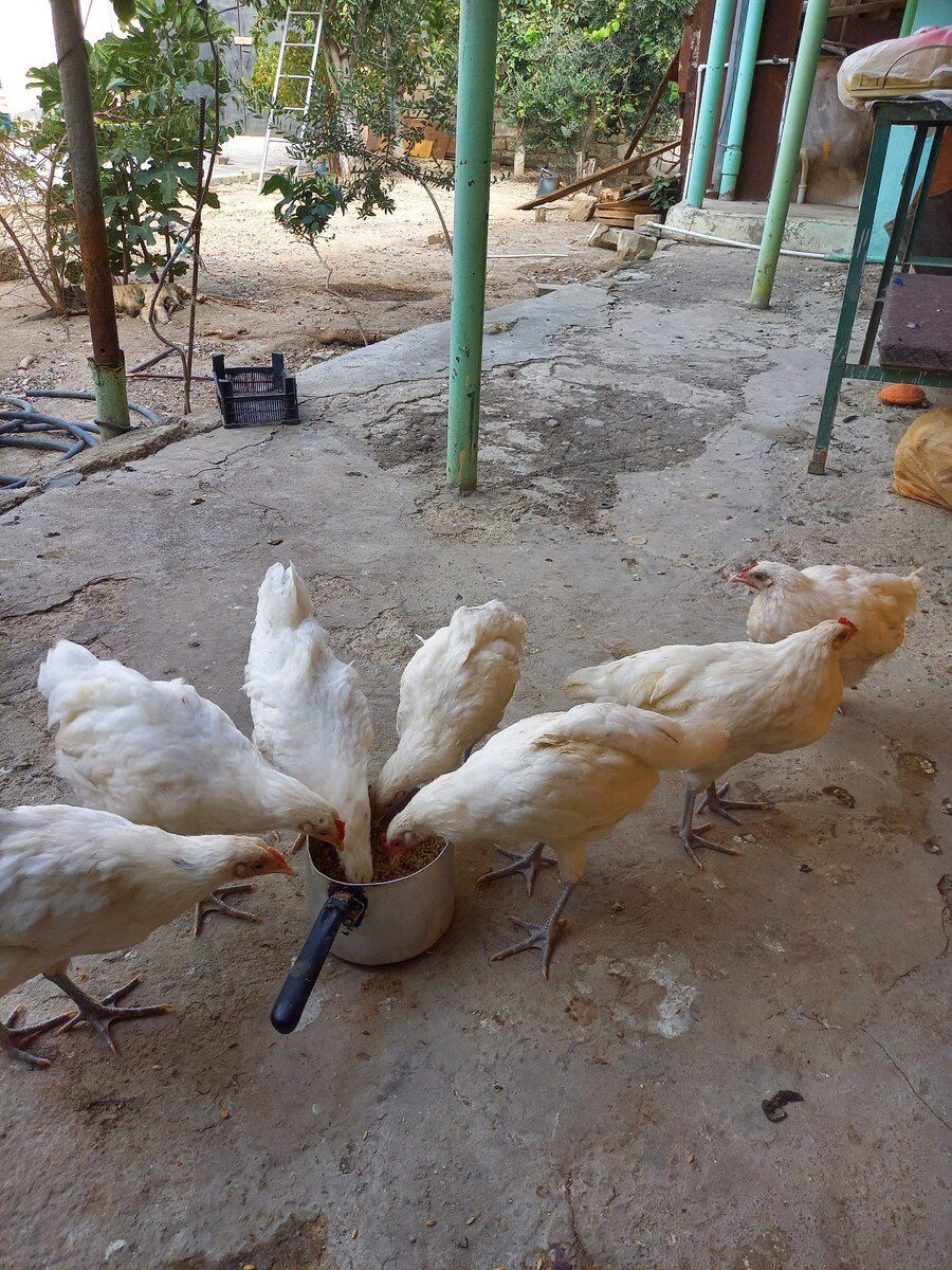 Avstralorp cücələri — Quşlar, Bakı (3)