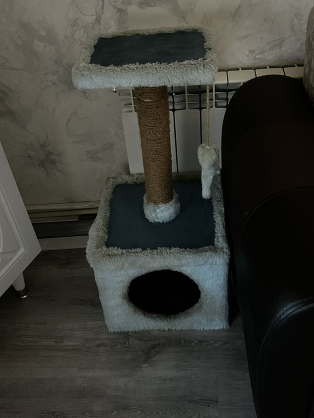 Sfinks, Ünvandan götürmə, Pulsuz çatdırılma — Pişiklər, Bakı (3)