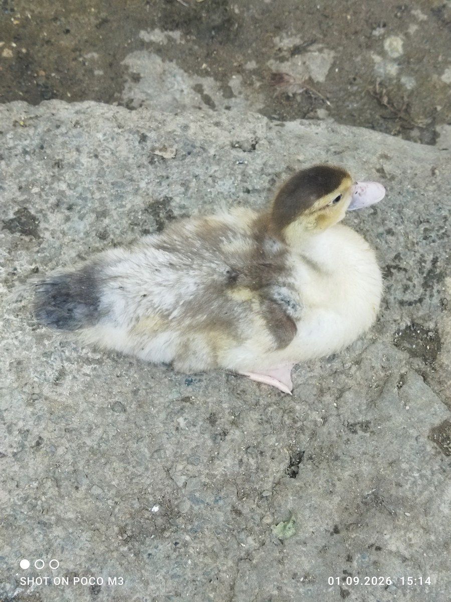 Ördəklər — Quşlar, Bakı (8)