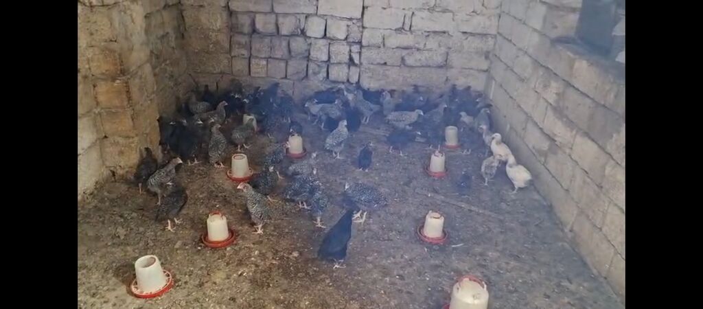Toyuq cücələri, Ətlik, Ünvandan götürmə — Toyuq və xoruz, Digah (4)