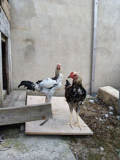 Xoruz, il: <1, Ünvandan götürmə — Mehdiabad