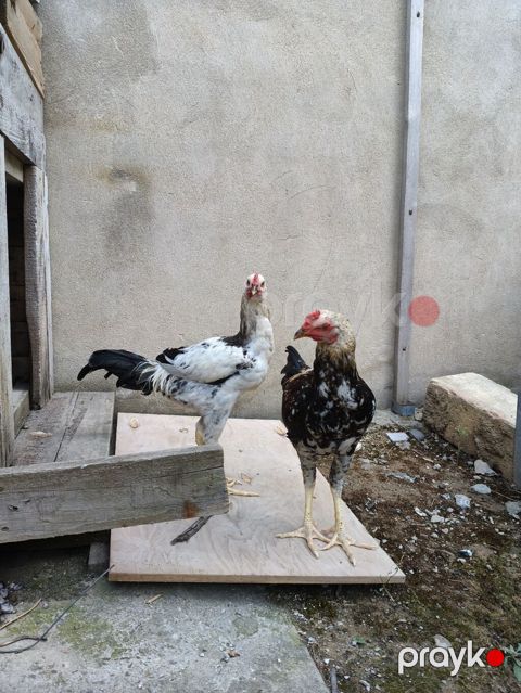 Xoruz, il: <1, Ünvandan götürmə — Mehdiabad