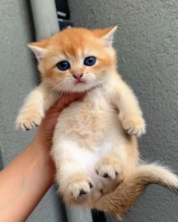 Котята шиншиллы — Pişiklər, Bakı (7)