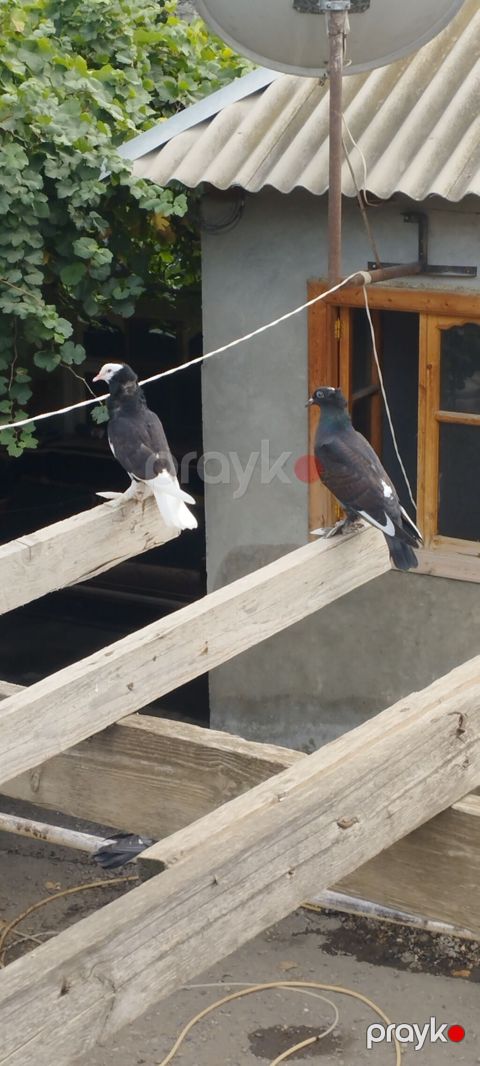 Məhsul: Ev göyərçinləri (cüt) Təsvir: - Qara-ağ ləkəli rəngdə — Mingəçevir