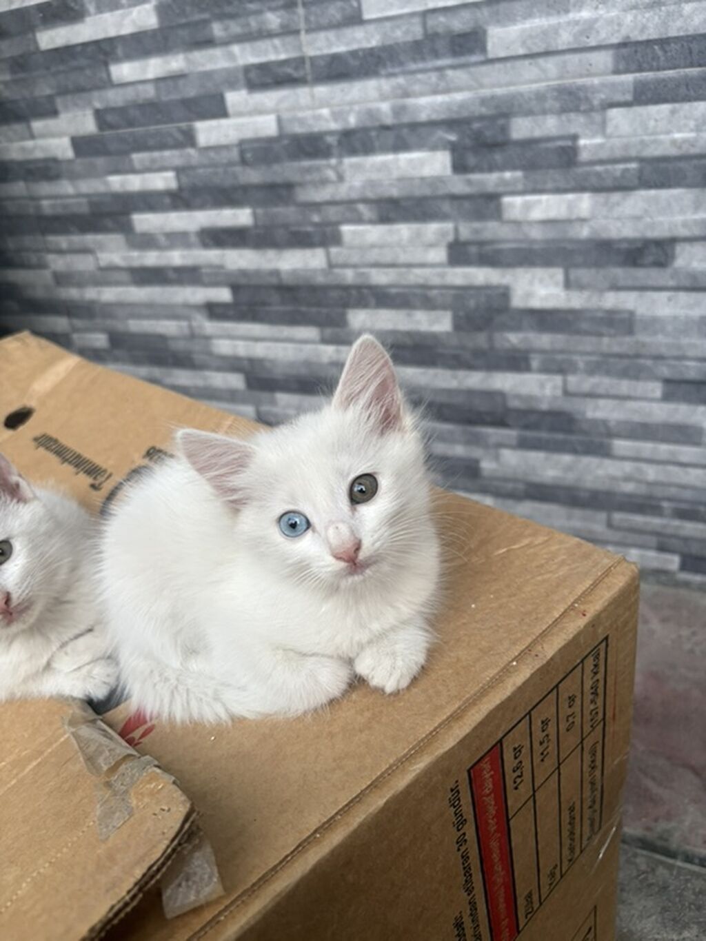 Yaxşı əllərə — Pişiklər, Xırdalan (2)