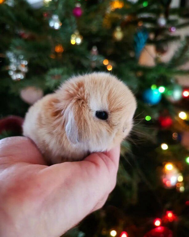 Mini lop dovşanlar — Dovşanlar, Xırdalan (8)