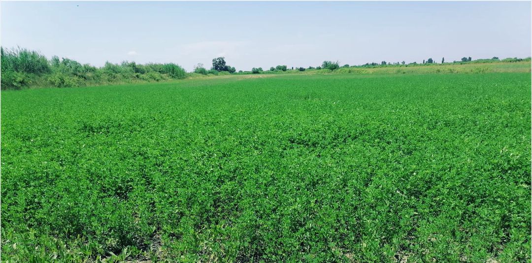 200 sot torpaq sahəsi, Göyçay r — Torpaq, Göyçay