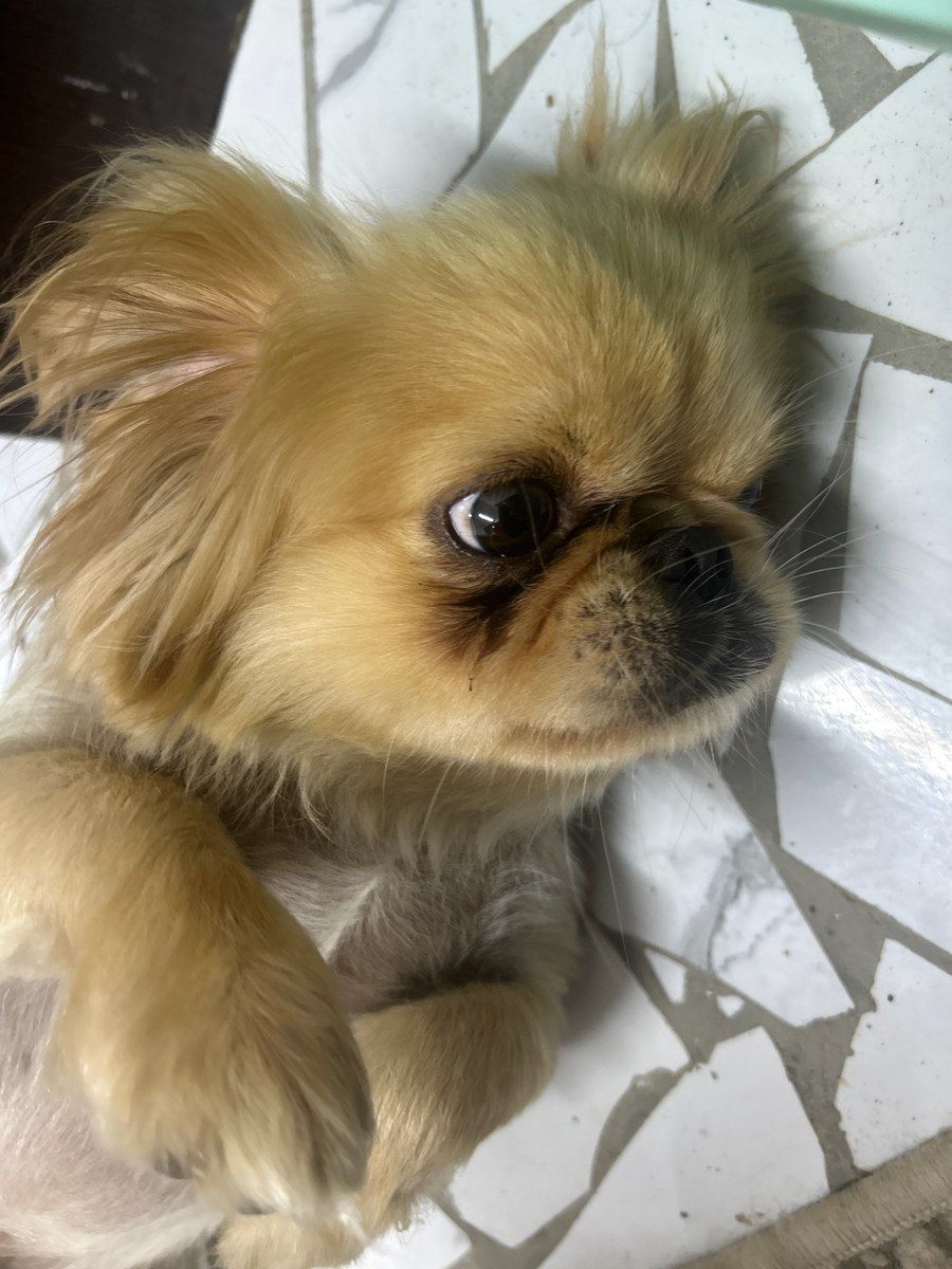 Pekines balaları — Köpəklər, Bakı (3)