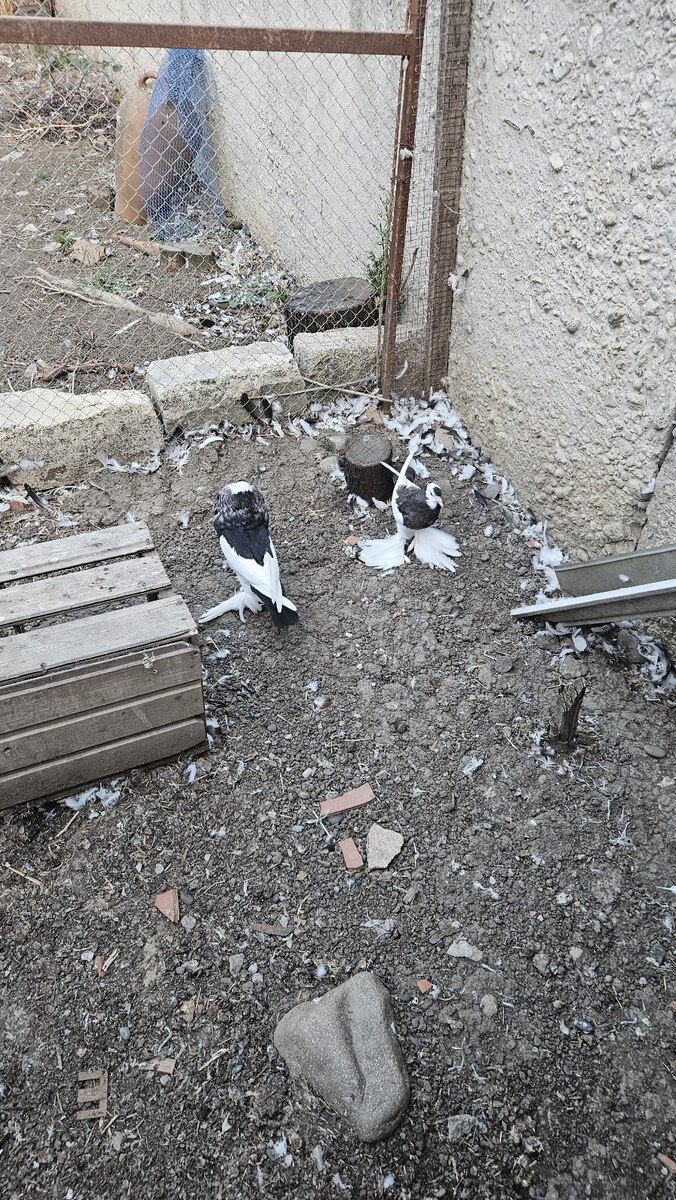 Pomeran şpits — Köpəklər, Masallı (4)
