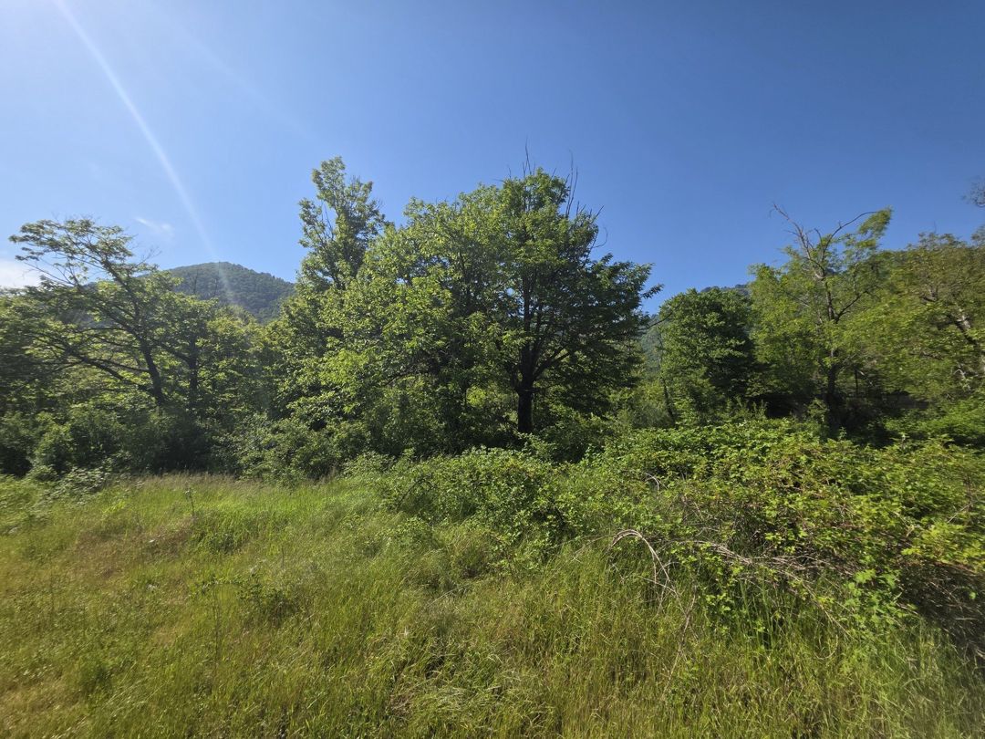 Satılır torpaq 200 sot — Torpaq, Qəbələ (2)