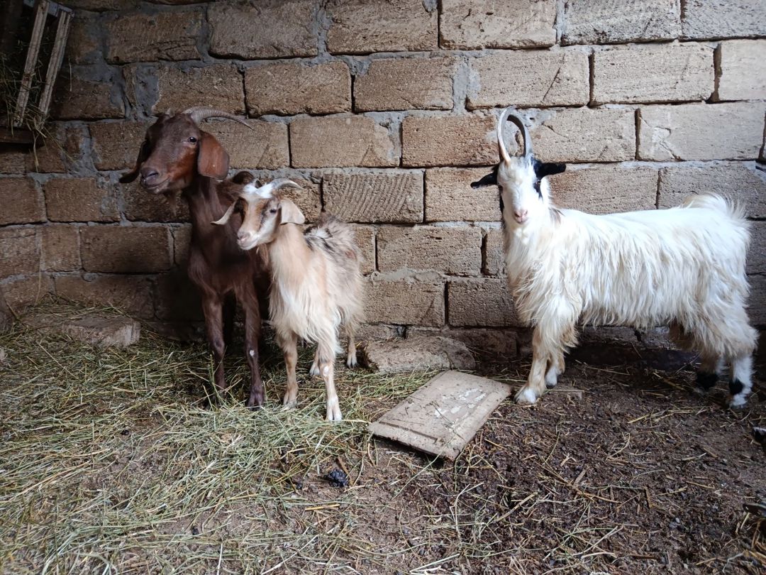 Keçilər — Heyvanlar, Bakı (2)