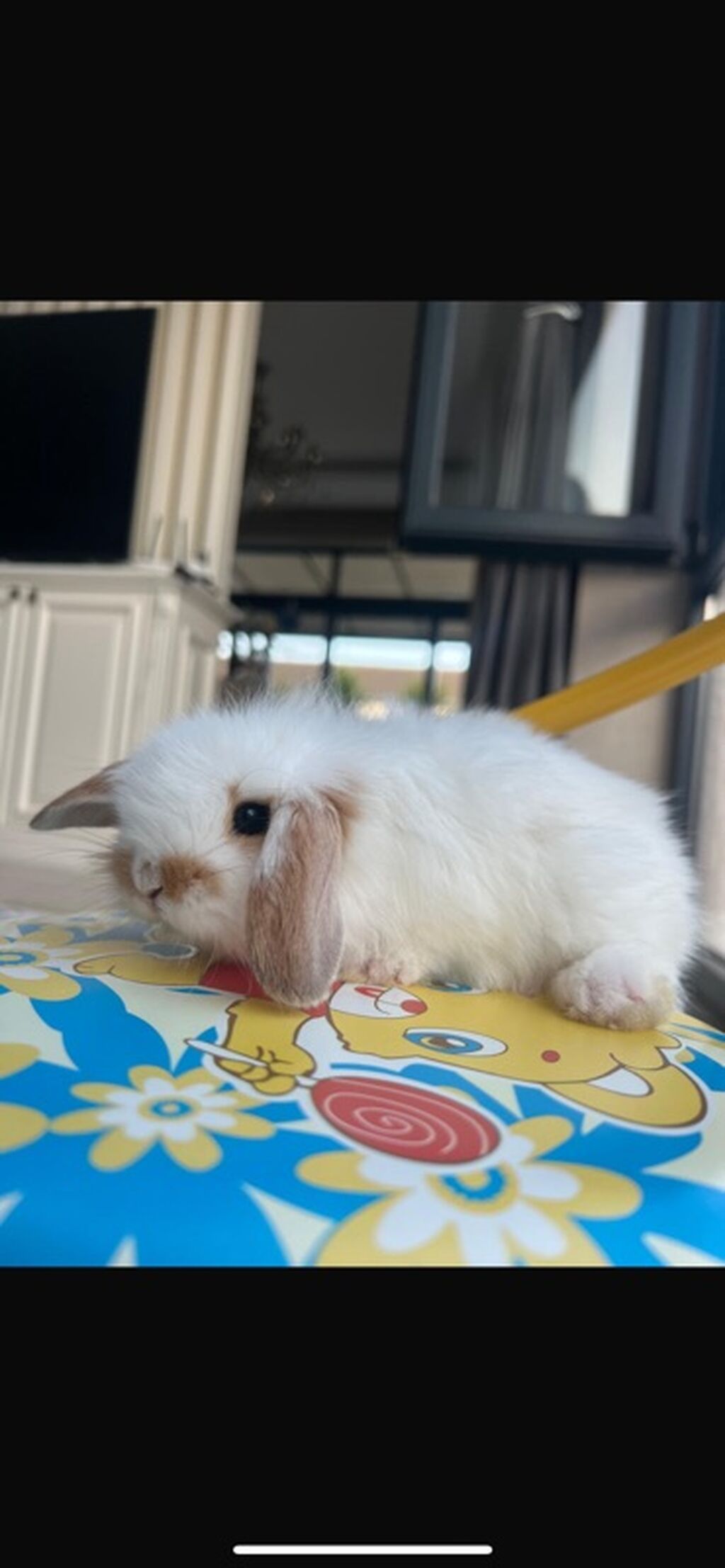 1 aylıq balaca Hazırda məndə bu çox şirin dovşanım var Çox şirin — Dovşanlar, Digah (2)