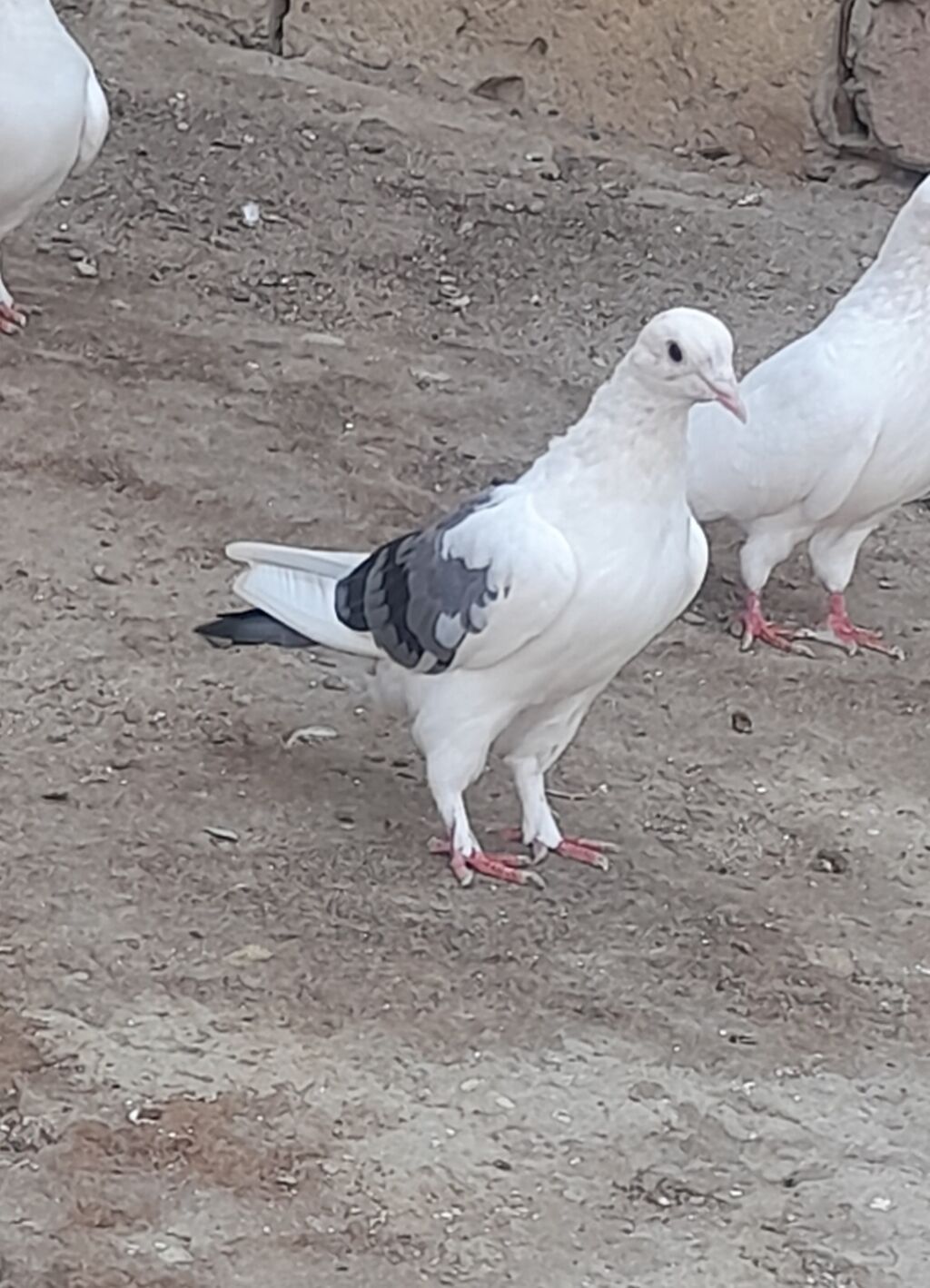 Deste goy quyrug bir terefli goy cep maya 12 tuk 2 qanadi kesiyde — Göyərçin, Bakı (6)