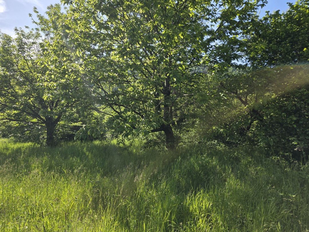 Satılır torpaq 200 sot — Torpaq, Qəbələ (5)