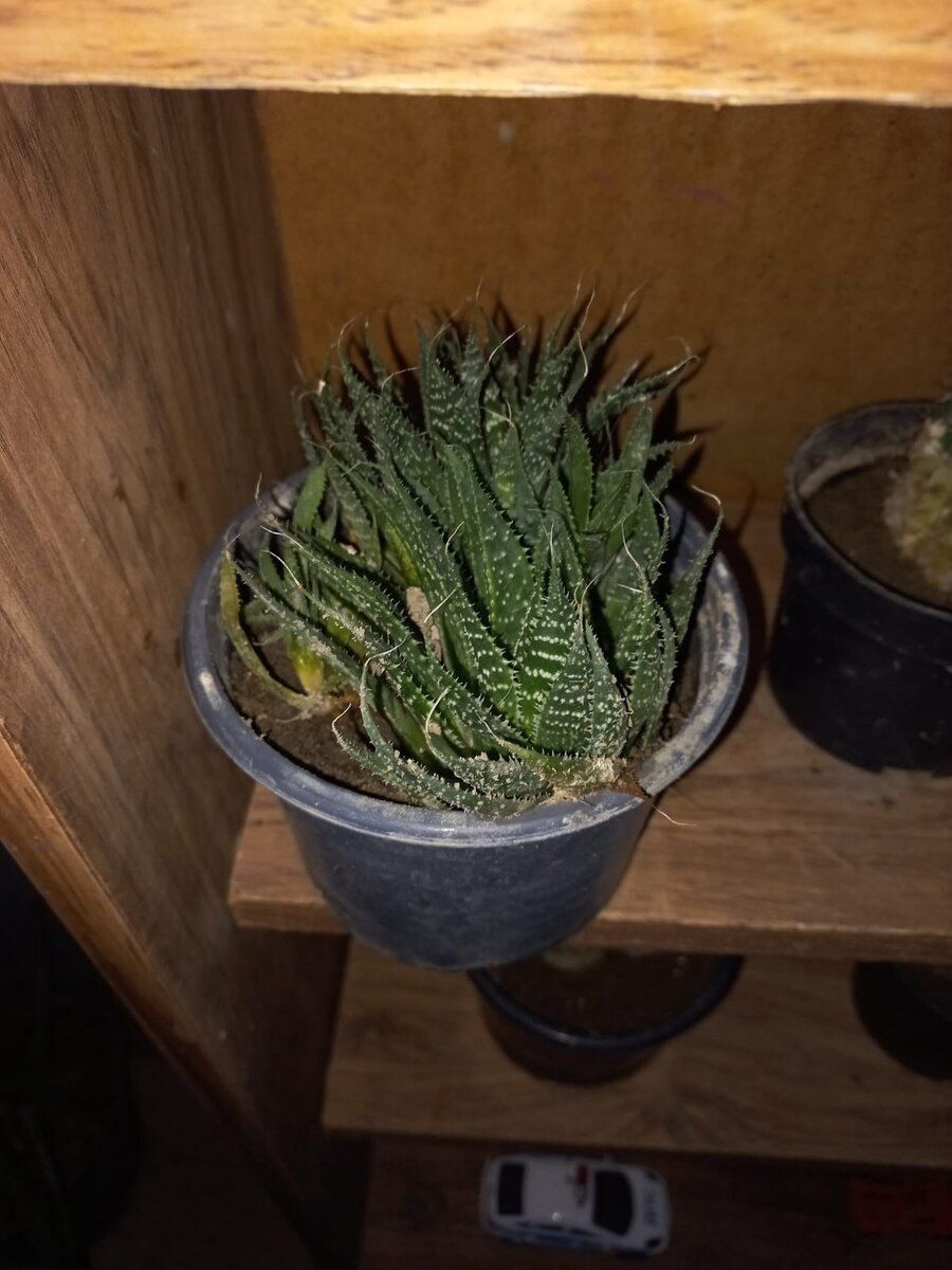 Aloe və kaktus — Bitkilər, Bakı (2)