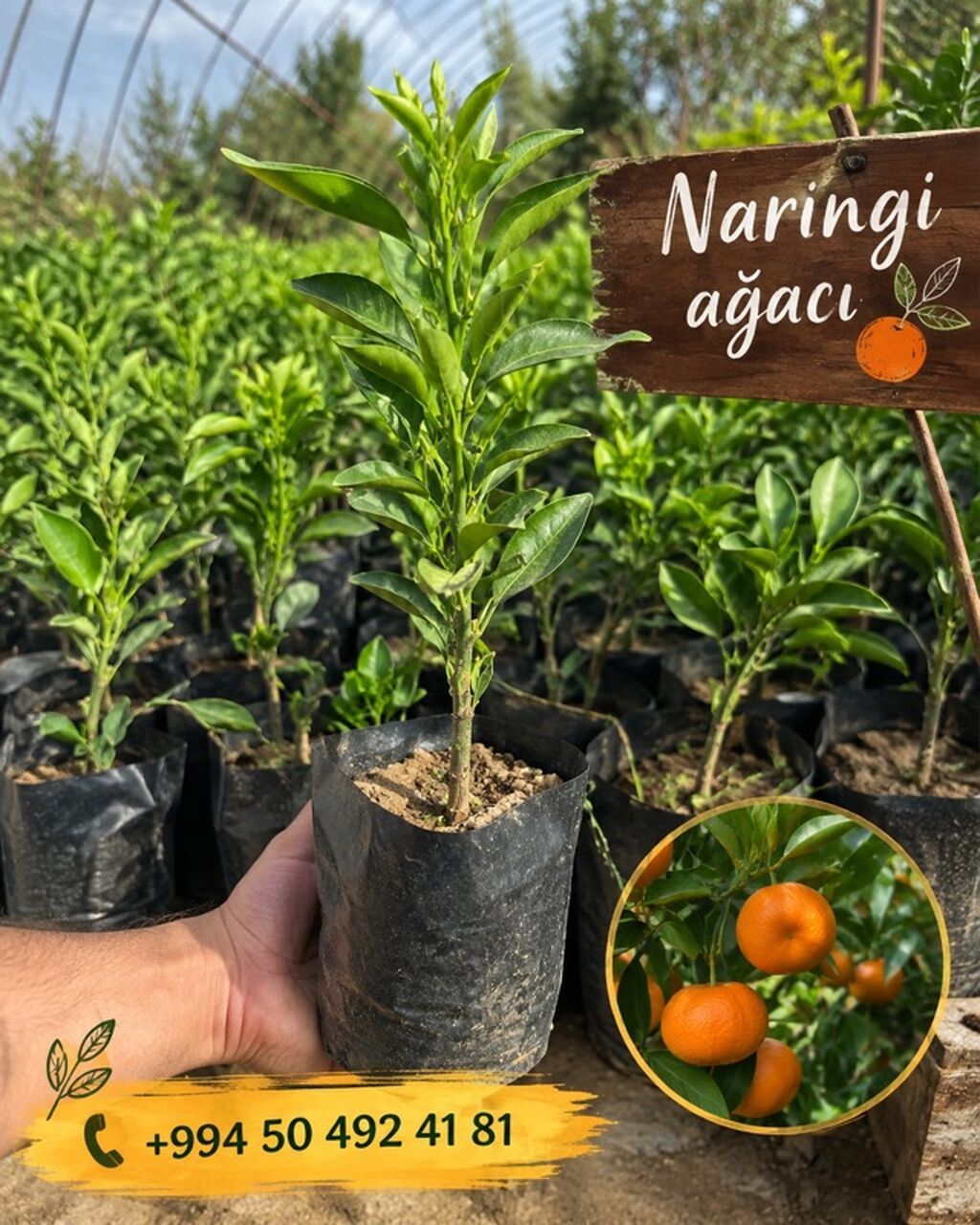Məhsul: Naringi ağacı fidanları Təsvir: - Sitrus bağları və həyətyanı — Bitkilər, Lənkəran (3)