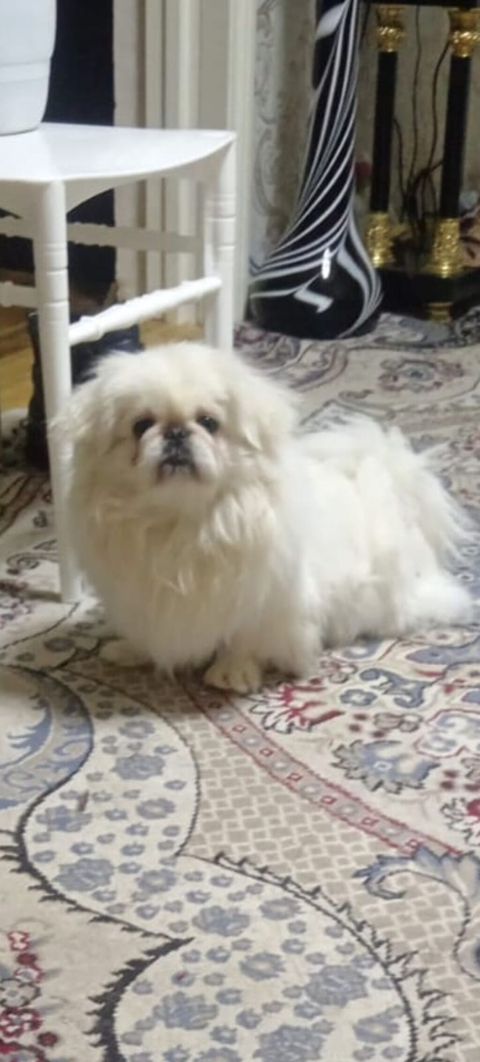Pekines, 2 il, Erkək, Ödənişli çatdırılma — Bakı